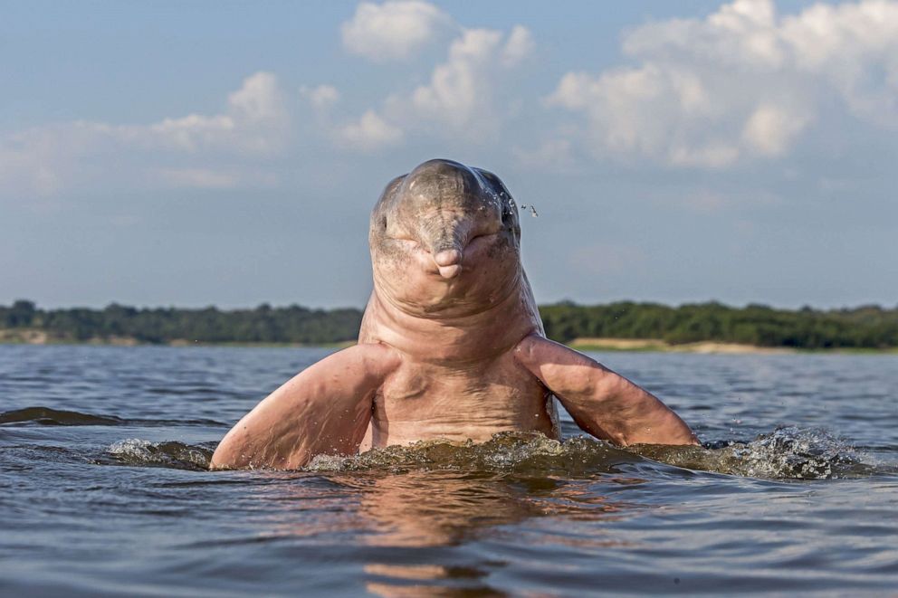 PHOTO: A pink river dolphin in the Amazon River in Brazil.