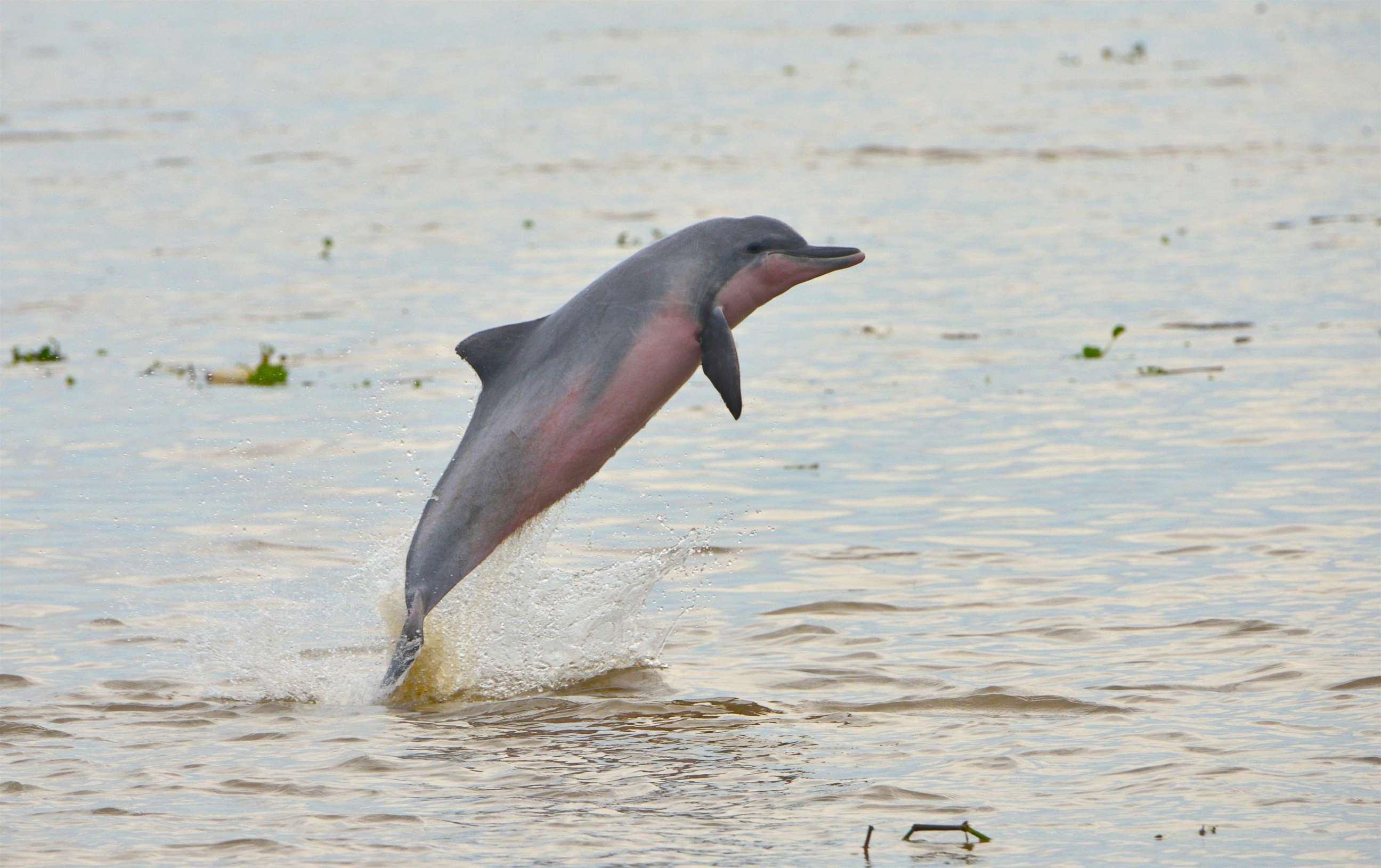 PHOTO: The tucuxi (Sotalia fluviatilis) moved to the Endangered list.