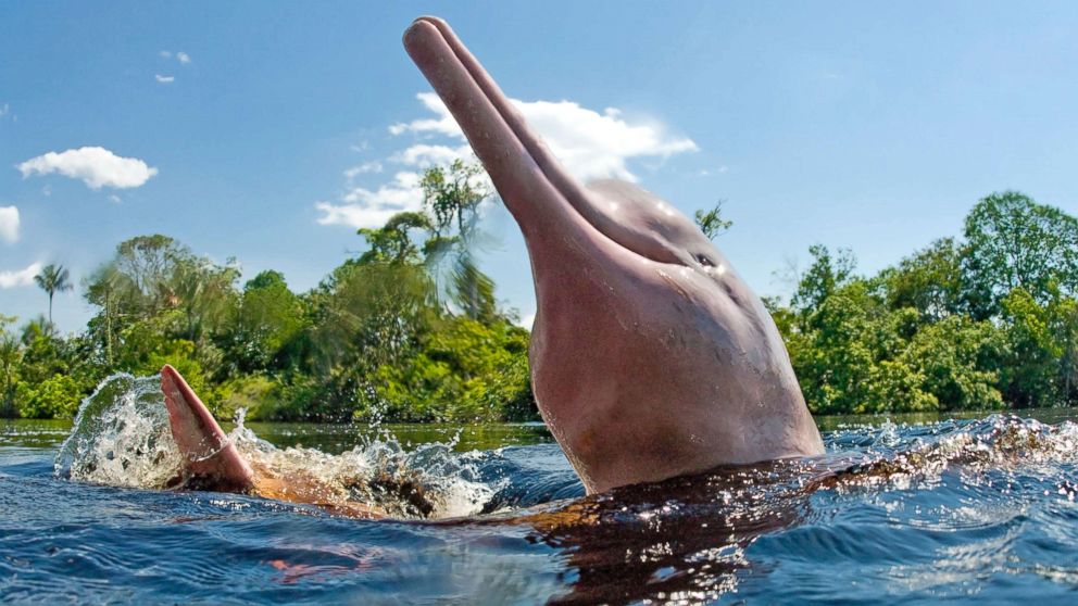 Scientists Use Satellite s To Monitor Pink Dolphins A Rare Species Vulnerable To Extinction In The Amazon Abc News
