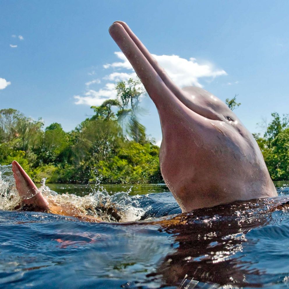 Scientists Use Satellite s To Monitor Pink Dolphins A Rare Species Vulnerable To Extinction In The Amazon Abc News