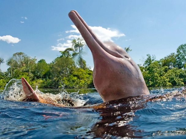 Scientists use satellite tags to monitor pink dolphins, a rare