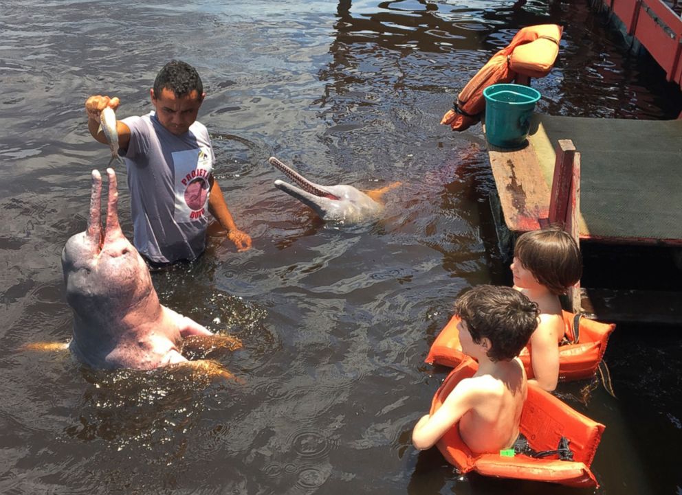 PHOTO: Young tourists look on as a man feeds fish to pink dolphins in the Rio Negro outside of Manaus, Brazil, October 11, 2017.