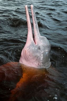 Scientists Use Satellite s To Monitor Pink Dolphins A Rare Species Vulnerable To Extinction In The Amazon Abc News