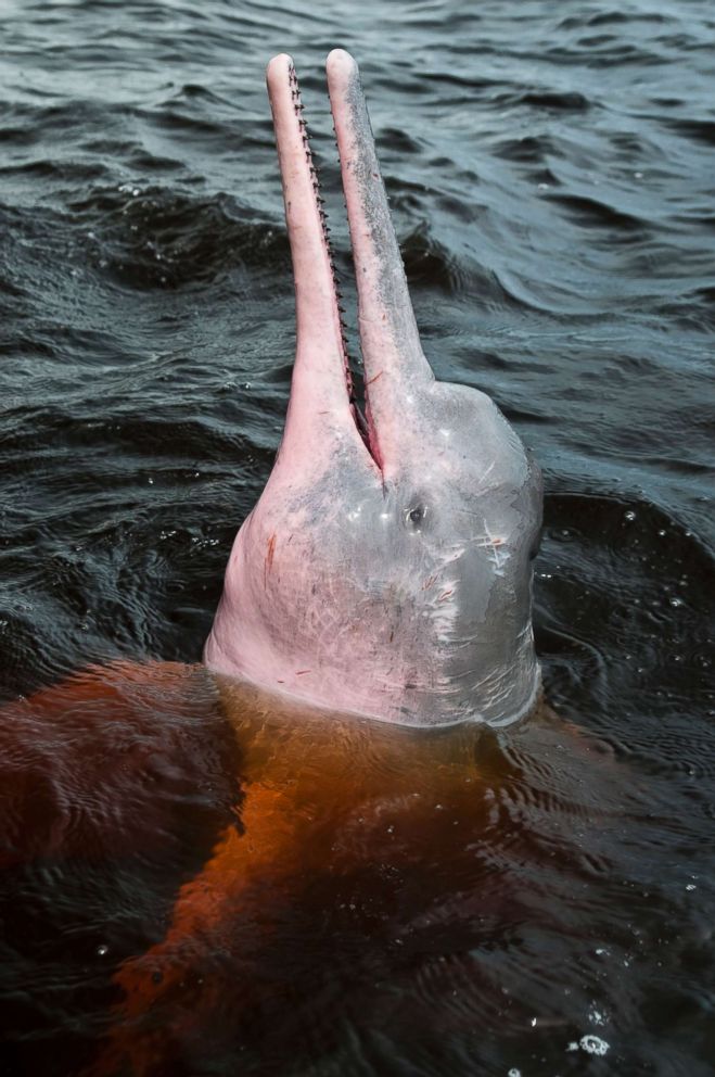 PHOTO: The Amazon river dolphin or Pink River Dolphin, is a freshwater river dolphin endemic to the Amazon, shown here February 2010.