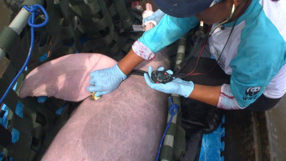 PHOTO: Scientists check the heartbeat of a pink dolphin in Bolivia.