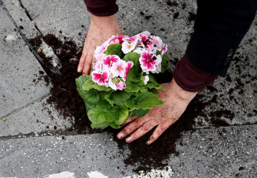 PHOTO: Brussels resident Anton Schuurmans plants flowers in an unrepaired pothole in Brussels, Belgium, April 5, 2018. 