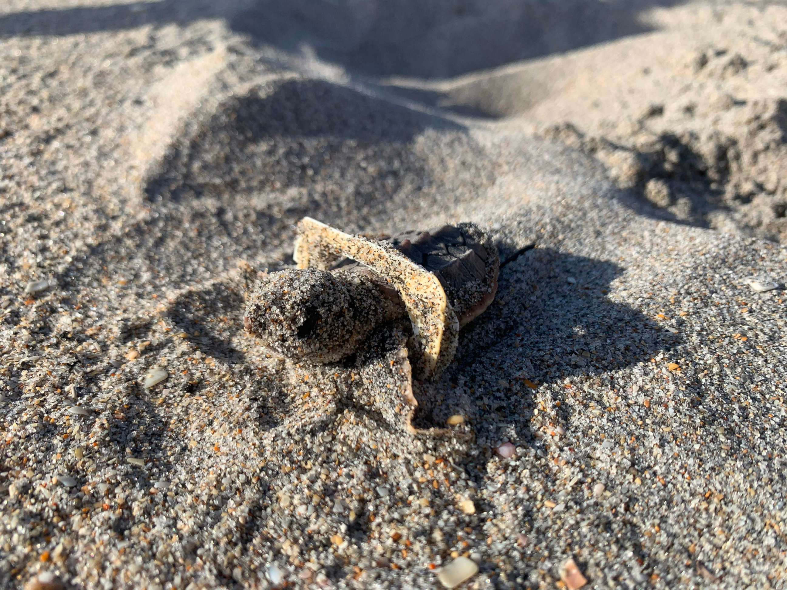 PHOTO: A baby sea turtle stuck in plastic on a beach in Florida.