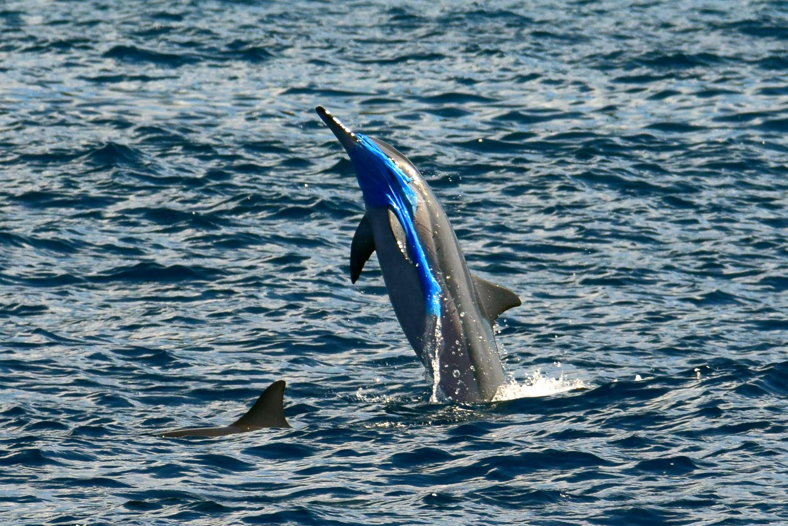 PHOTO: A spinner dolphin jumps out of the water with plastic around the nose, in an undated photo.