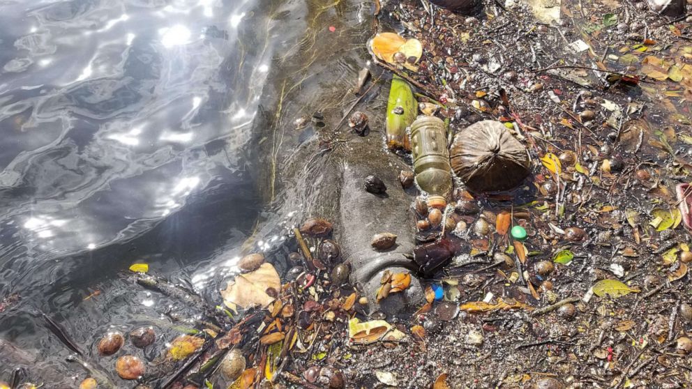 PHOTO: A manatee swims among discarded plastic in South Florida.