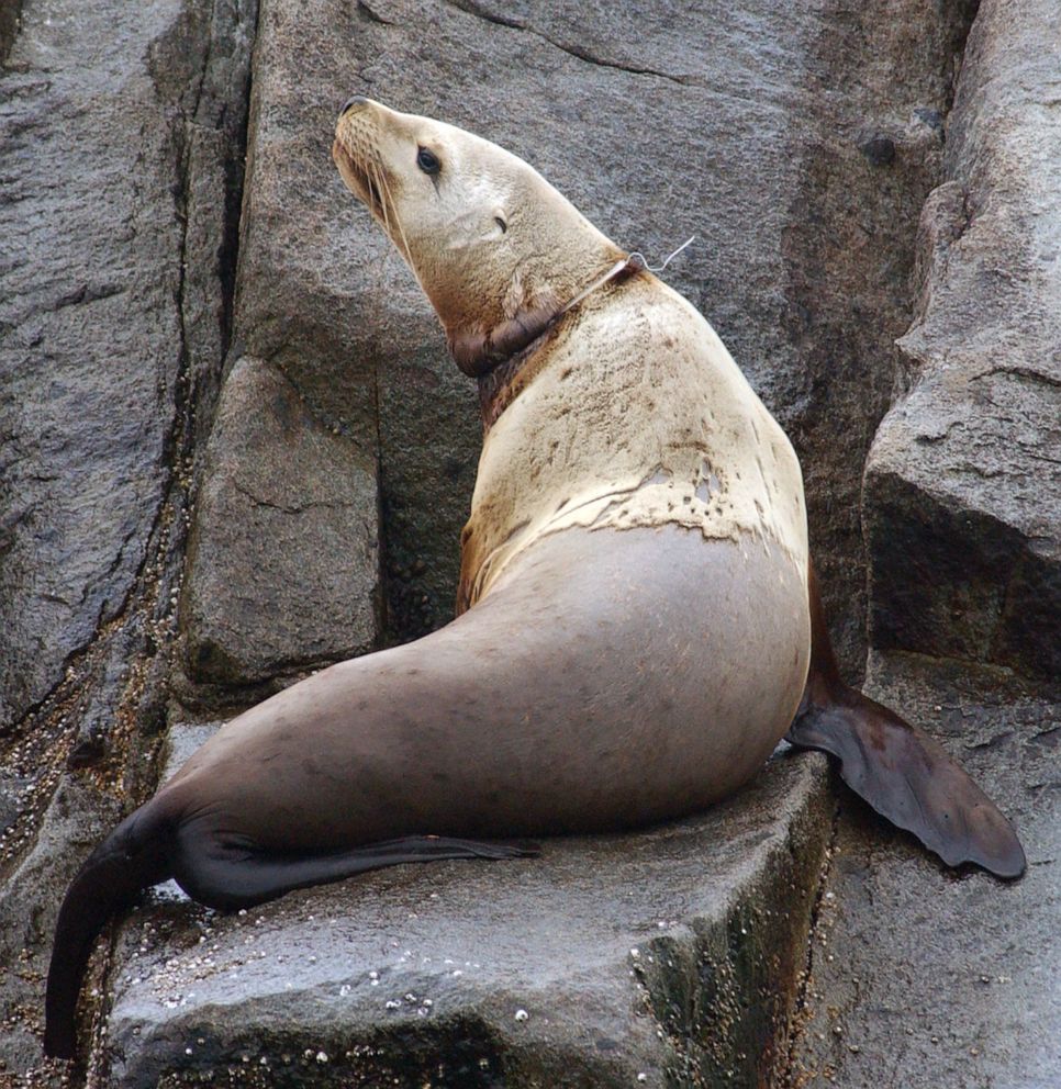 PHOTO: A sea lion with a packing strap stuck around its neck in Alaska.