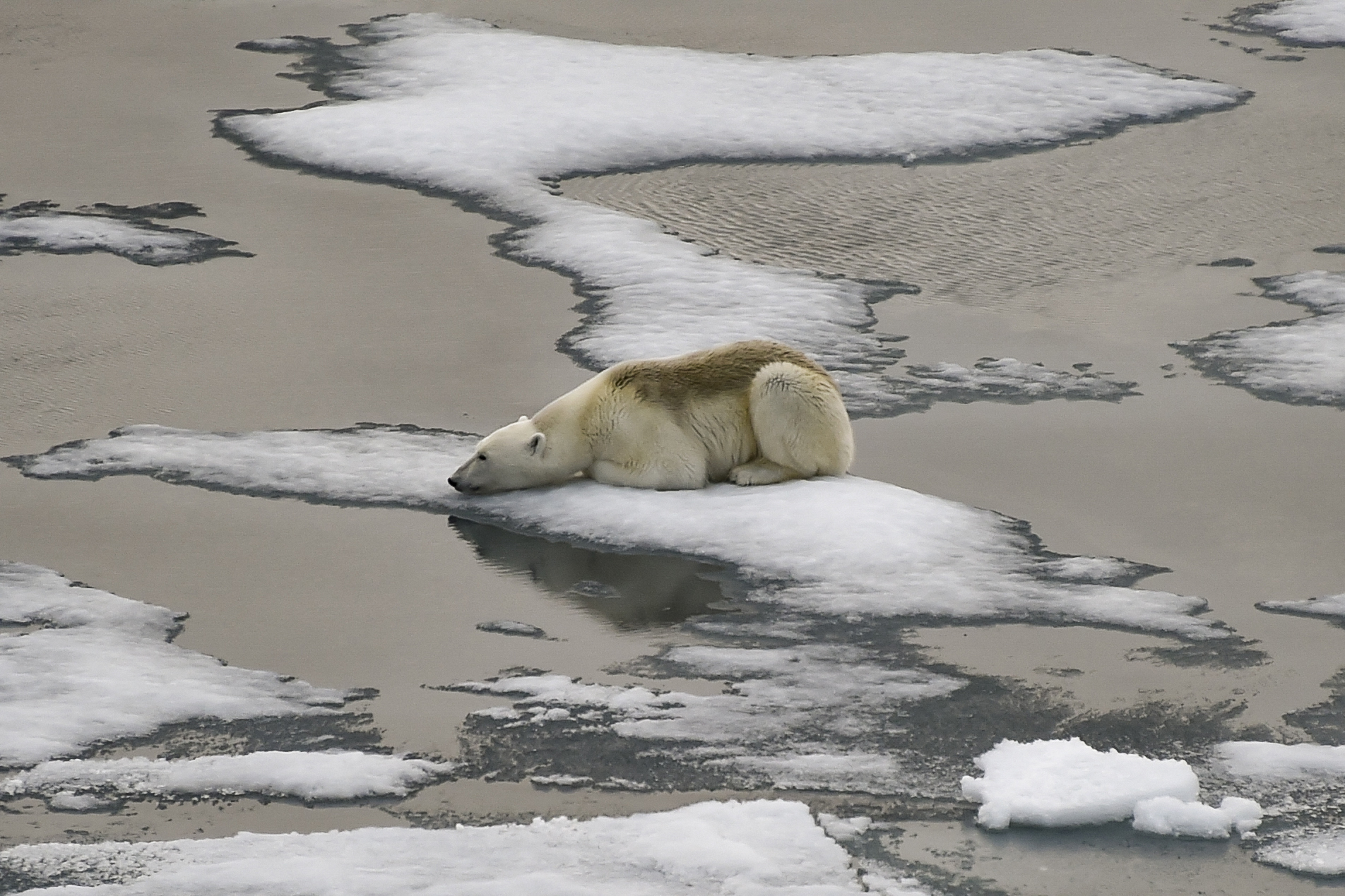 PHOTO: A polar bear is seen on ice floes in the British Channel in the Franz Josef Land archipelago, Aug. 16, 2021.