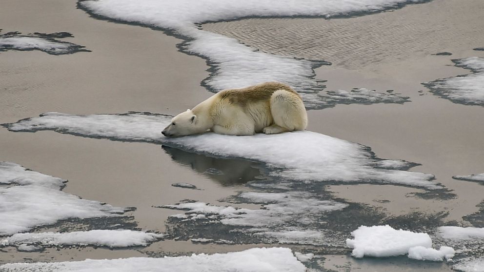 Polar bears are inbreeding due to melting sea ice, posing risk to survival  of the species, scientists say - ABC News