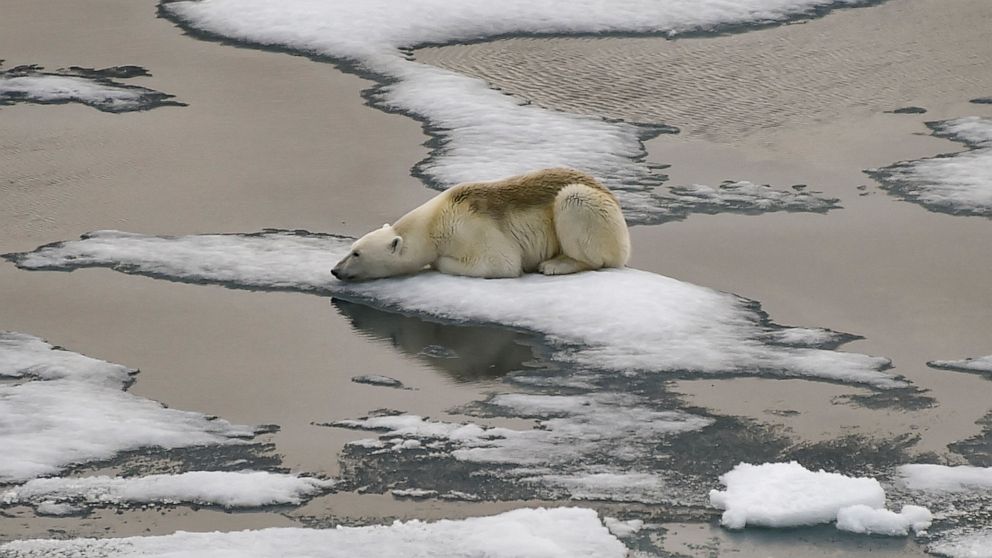 The bears spent the day rolling and sliding down a snowy hill at Yorkshire Wildlife Park in the U.K.