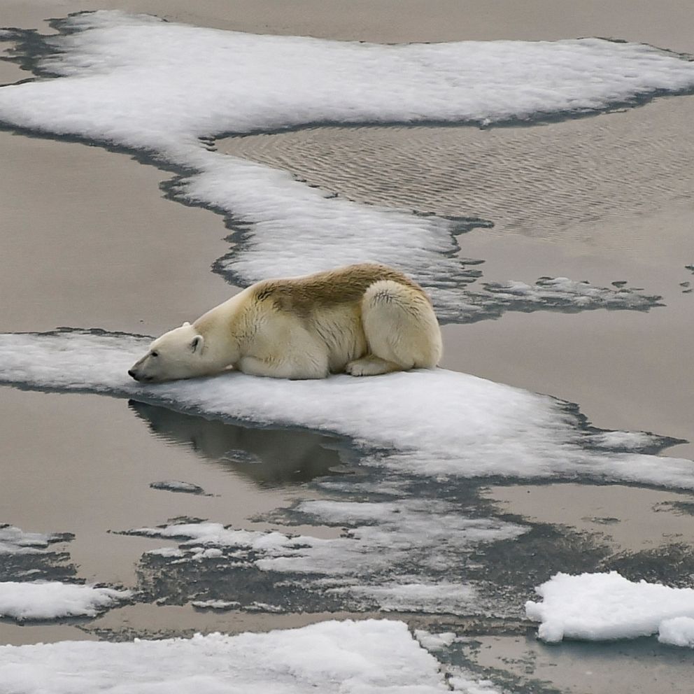 baby polar bears global warming