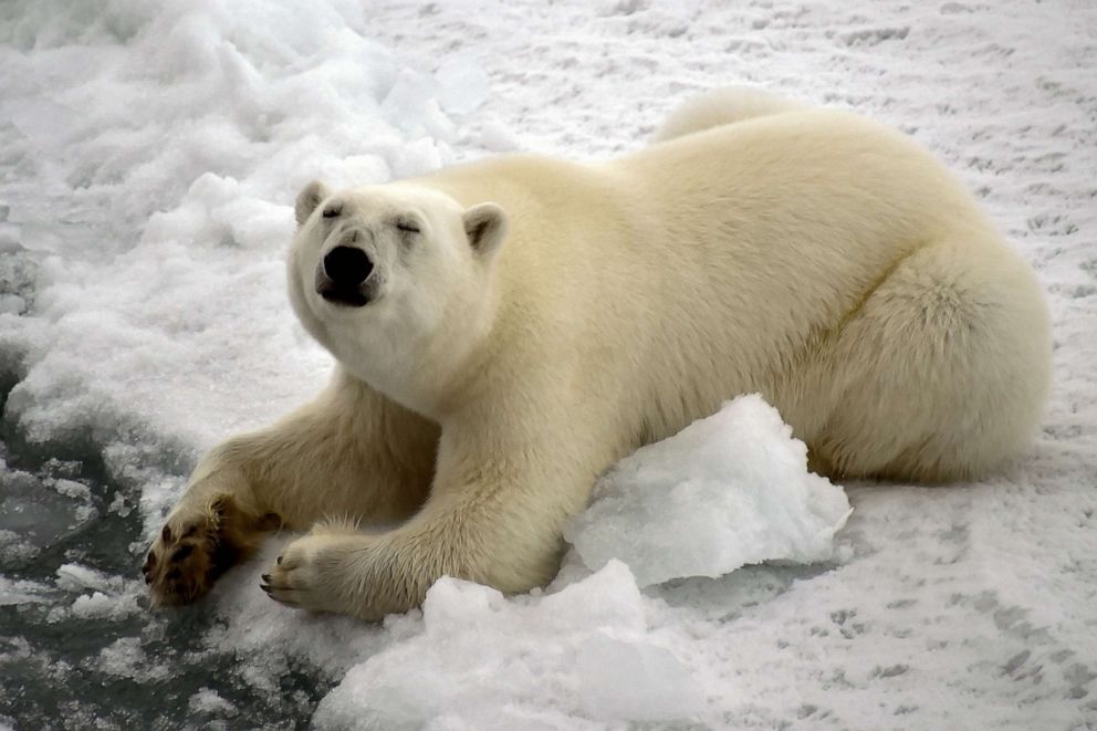 PHOTO: A polar bear is seen in Essen Bay off the coast of Prince George Land, an island in the Franz Josef Land archipelago, Aug. 22, 2021.