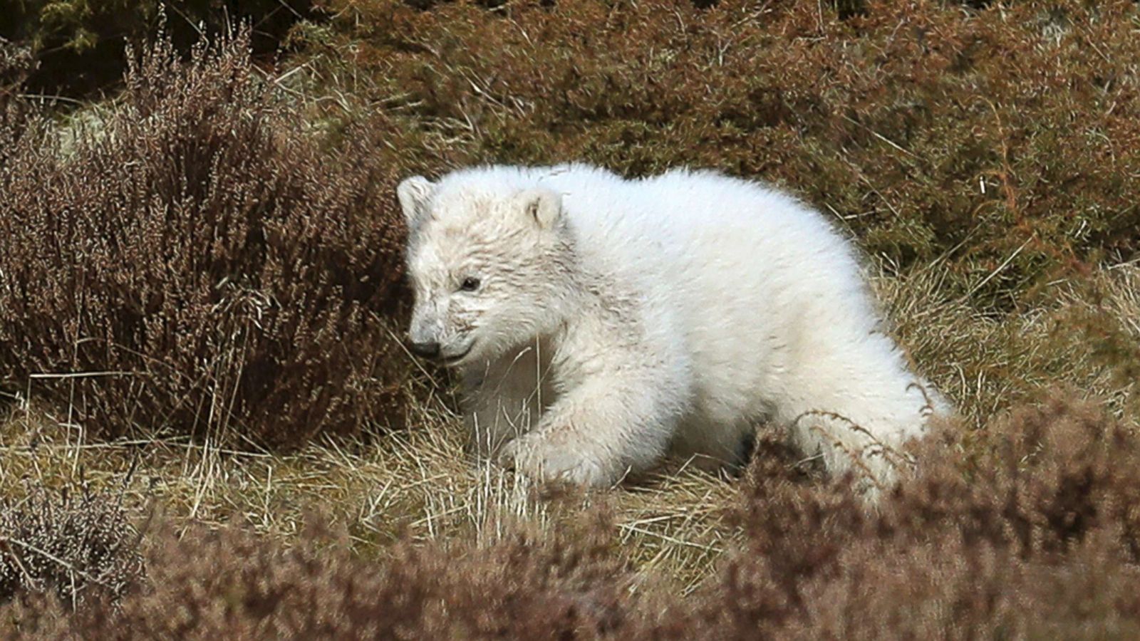 adorable polar bear cub in uk takes its 1st steps abc news