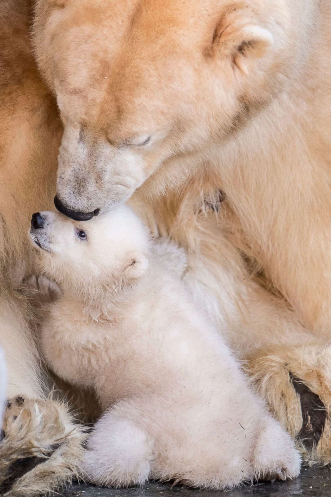 Polar bear cub's 1st outing