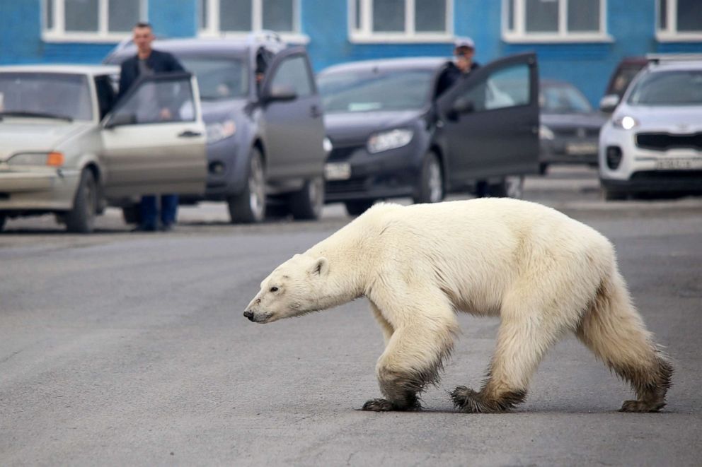 PHOTO: A stray polar bear walks on a road on the outskirts of the Russian industrial city of Norilsk, June 17, 2019.