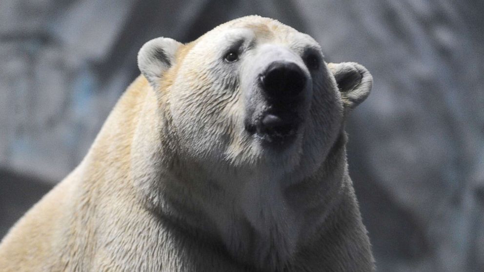 A polar bear plays in an aquarium in China, Jan. 31, 2019.