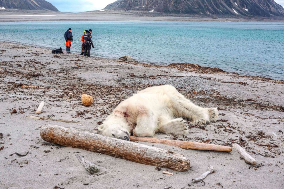 PHOTO: A dead polar bear lays at the beach at Sjuoyane north of Spitzbergen, Norway, July 28, 2018.