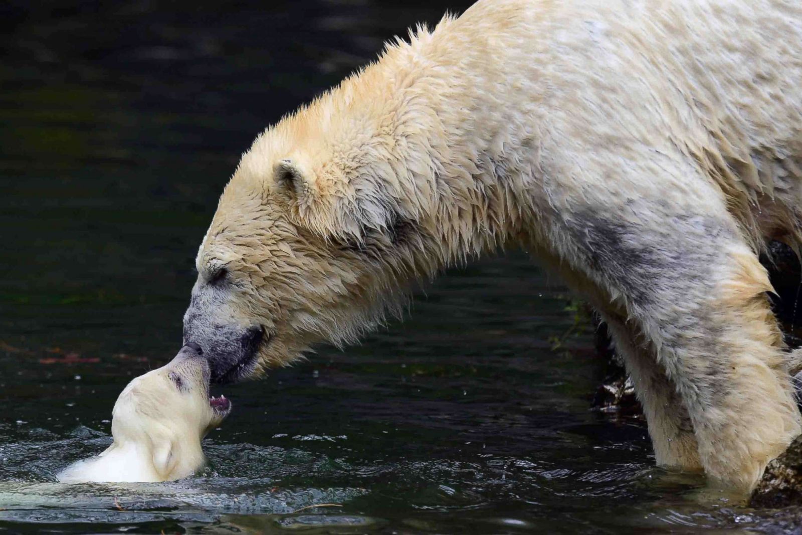 Polar bears play at zoo