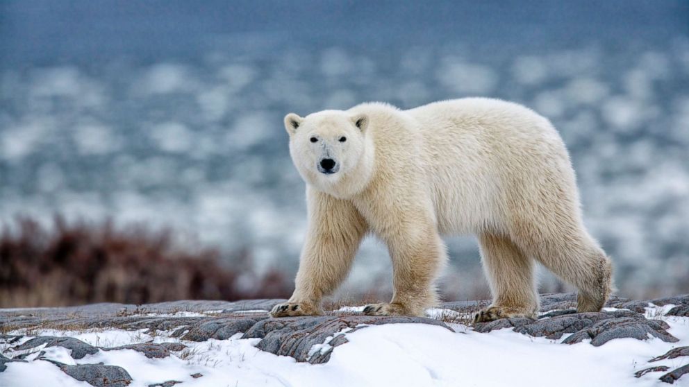 Polar bear walks through the snow in this stock photo.