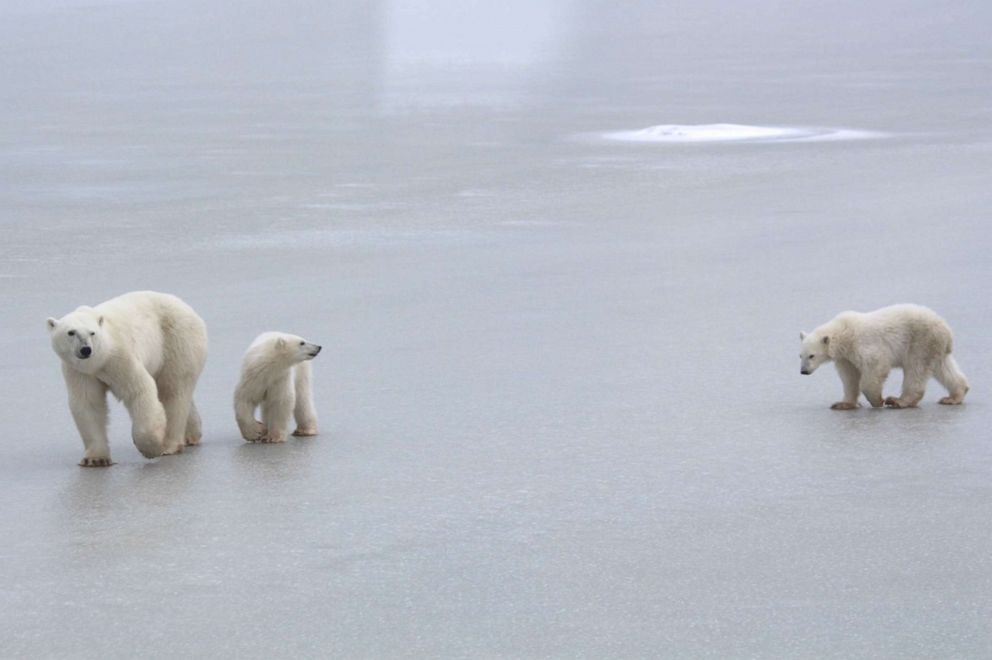 PHOTO: A Polar bear mother and cubs are seen in an undated photo released by Polar Bears International.