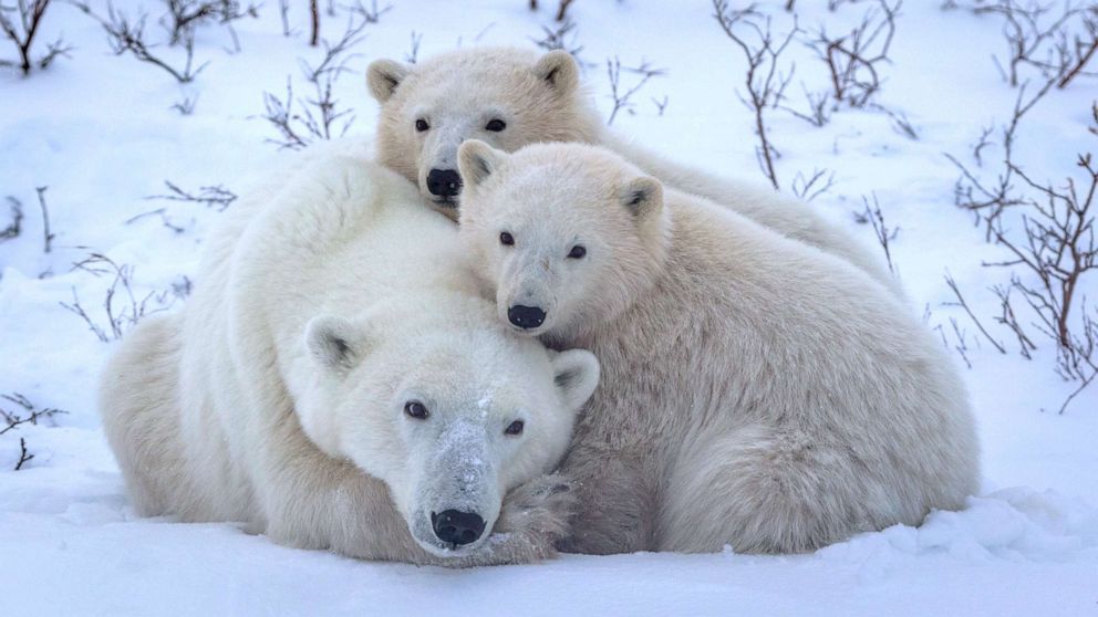 PHOTO: A Polar bear mother and cubs are seen in an undated photo released by Polar Bears International.