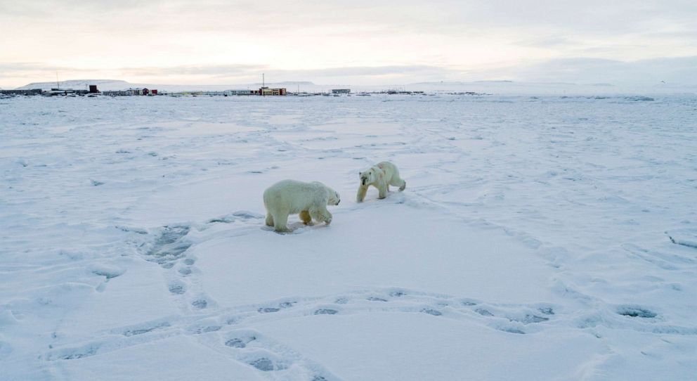 PHOTO: Polar bears gather outside the village of Ryrkaypiy in the Chukotka region of Siberia, Russia, Dec. 3, 2019. More than 50 polar bears have gathered there environmentalists and residents said, as weak coastal ice leaves them unable to roam.