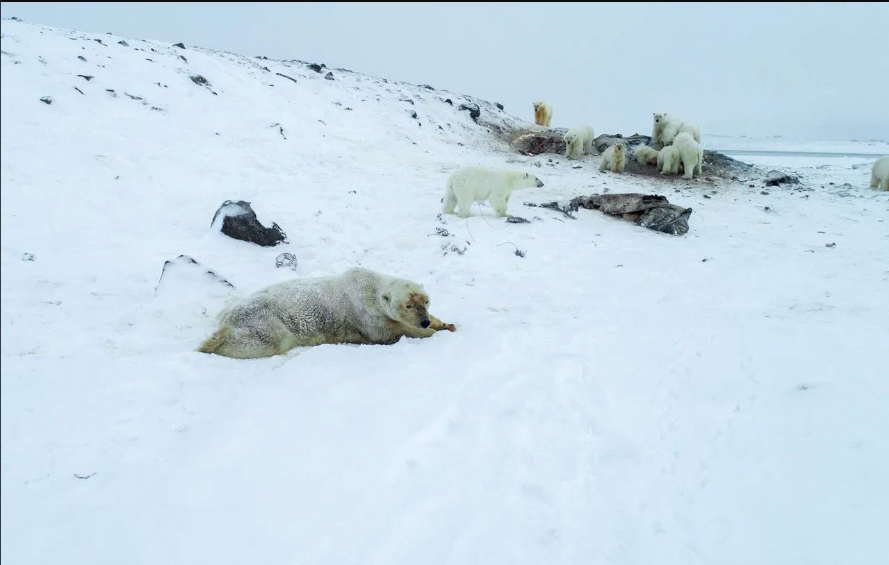 PHOTO: Polar bears gather outside the village of Ryrkaypiy in the Chukotka region of Siberia, Russia. More than 50 polar bears have gathered there environmentalists and residents said, as weak coastal ice leaves them unable to roam.