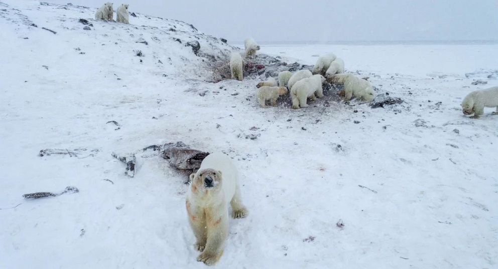 PHOTO: Polar bears gather outside the village of Ryrkaypiy in the Chukotka region of Siberia, Russia, Dec. 3, 2019. More than 50 polar bears have gathered there environmentalists and residents said, as weak coastal ice leaves them unable to roam.