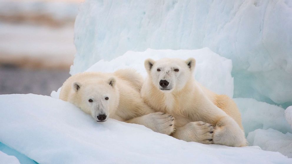 PHOTO: Disney Nature's "Polar Bear."