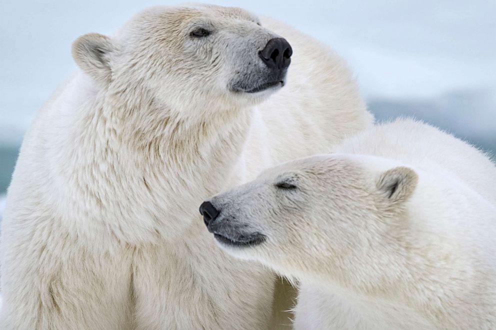 PHOTO: Disney Nature's "Polar Bear."