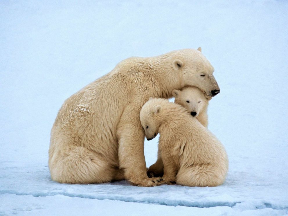 PHOTO: Polar bears in Hudson Bay, Manitoba, Canada.