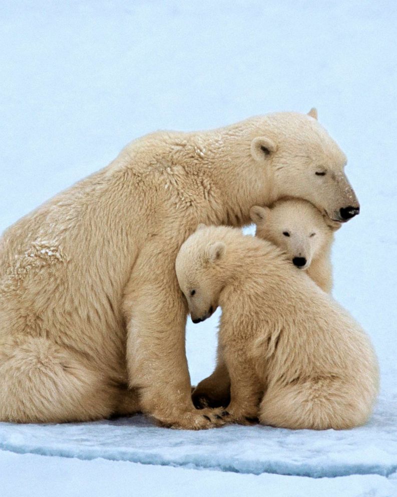Polar bear inbreeding and bird 'divorces': Weird ways climate change is  affecting animal species - ABC News