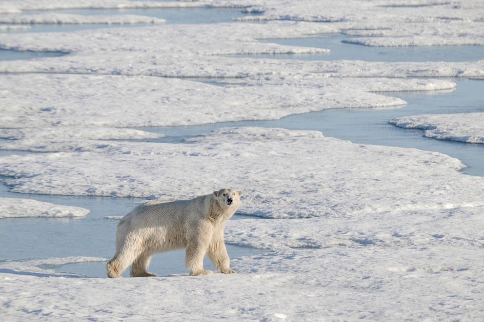 PHOTO: A polar bear walks on the glacier in Svalbard and Jan Mayen, located in the Arctic, July 7, 2024.