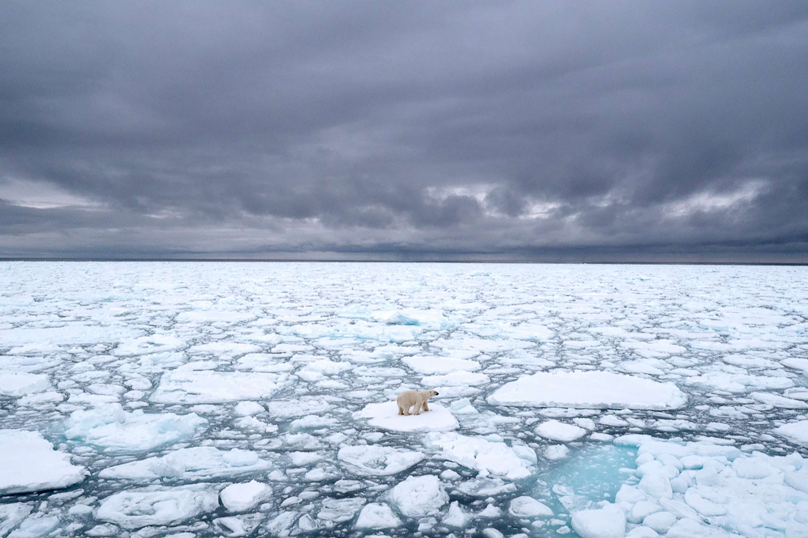 PHOTO: A polar bear stands on a piece of sea ice.