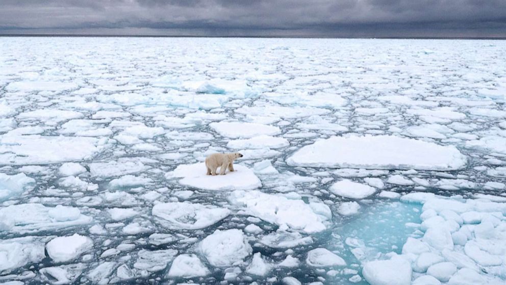 Loss of sea ice putting migrating beluga whales in danger - ABC News