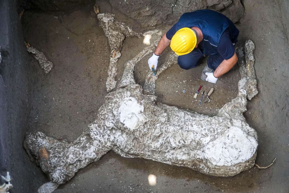 PHOTO: An expert works on the whole cast of a parade horse found during excavations at Pompeii, Naples, Italy, May 10, 2018.