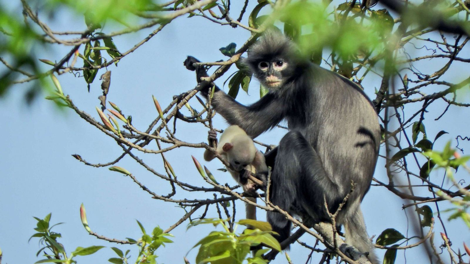 Scientists Discover New Monkey Species In Myanmar Abc News