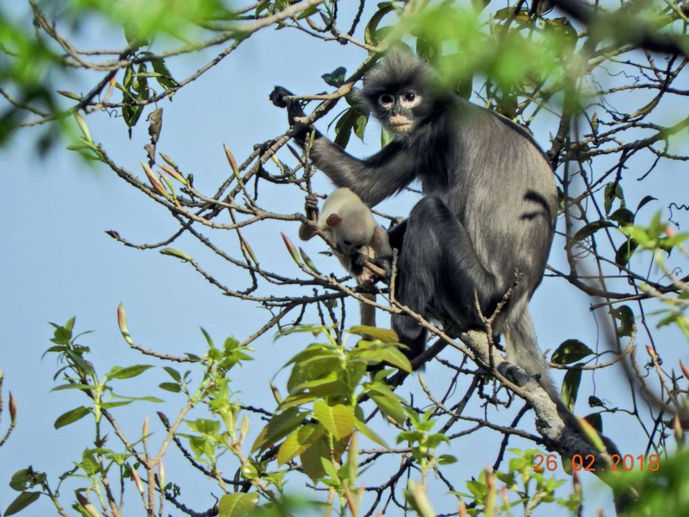 PHOTO: A handout picture made available by the German Primate Center (DPZ)- Leibniz Institute for Primate Research on Nov. 10, 2020, shows an adult female and juvenile Popa langur (Trachypithecus popa) in the crater of Mount Popa, Myanmar Myanmar.