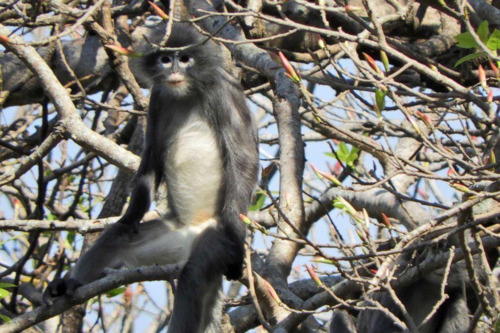 PHOTO: In this undated handout photo released by the German Primate Center (DPZ) on Nov. 11, 2020, the newly discovered primate named Popa langur (Trachypithecus popa) is seen on a tree branch on Mount Popa, Myanmar.