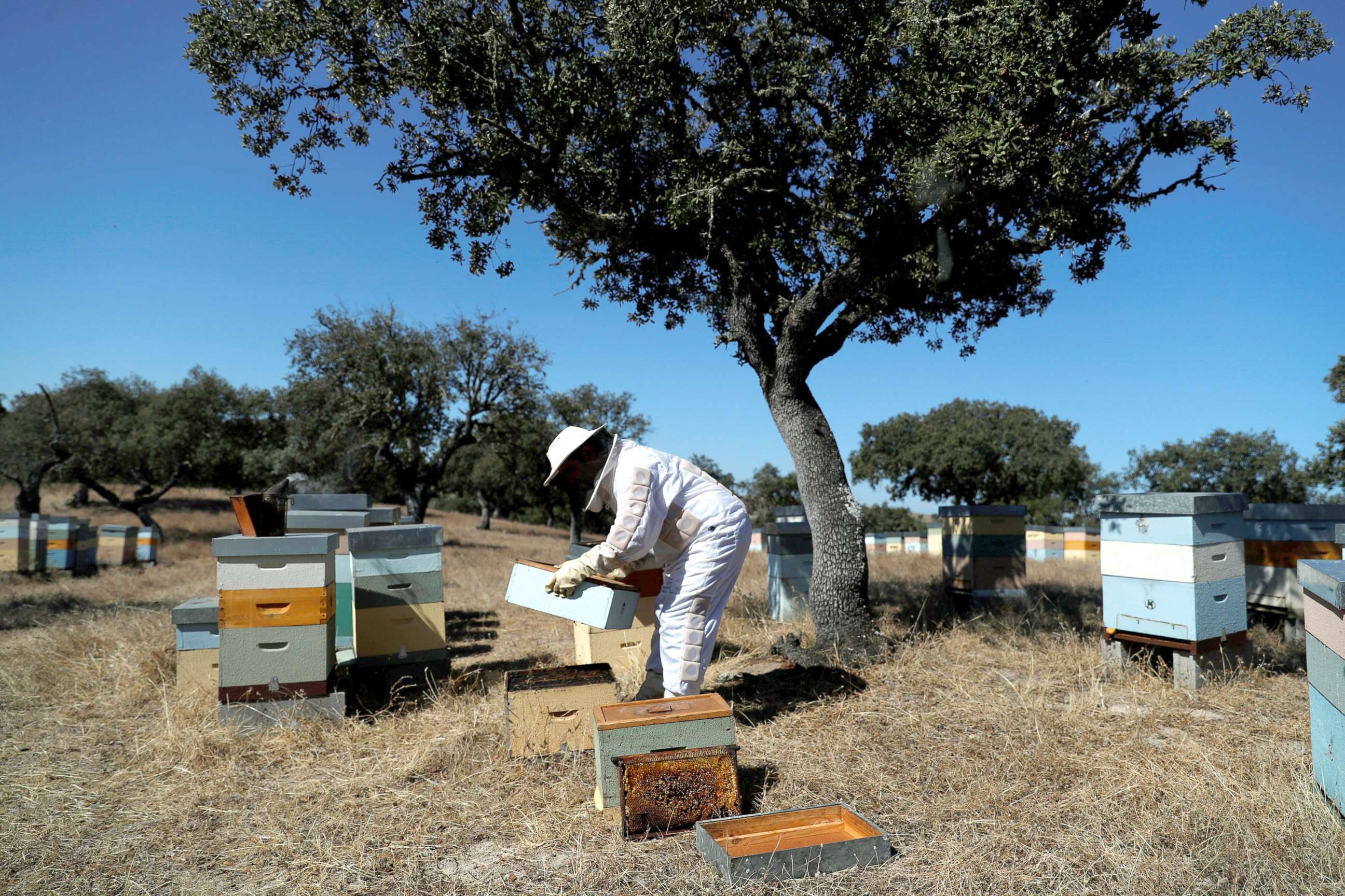 PHOTO: Beekeeper Helder Martins looks at a hive on a farm where his bees pollinate the trees near Pias, Portugal, Aug. 10, 2018.