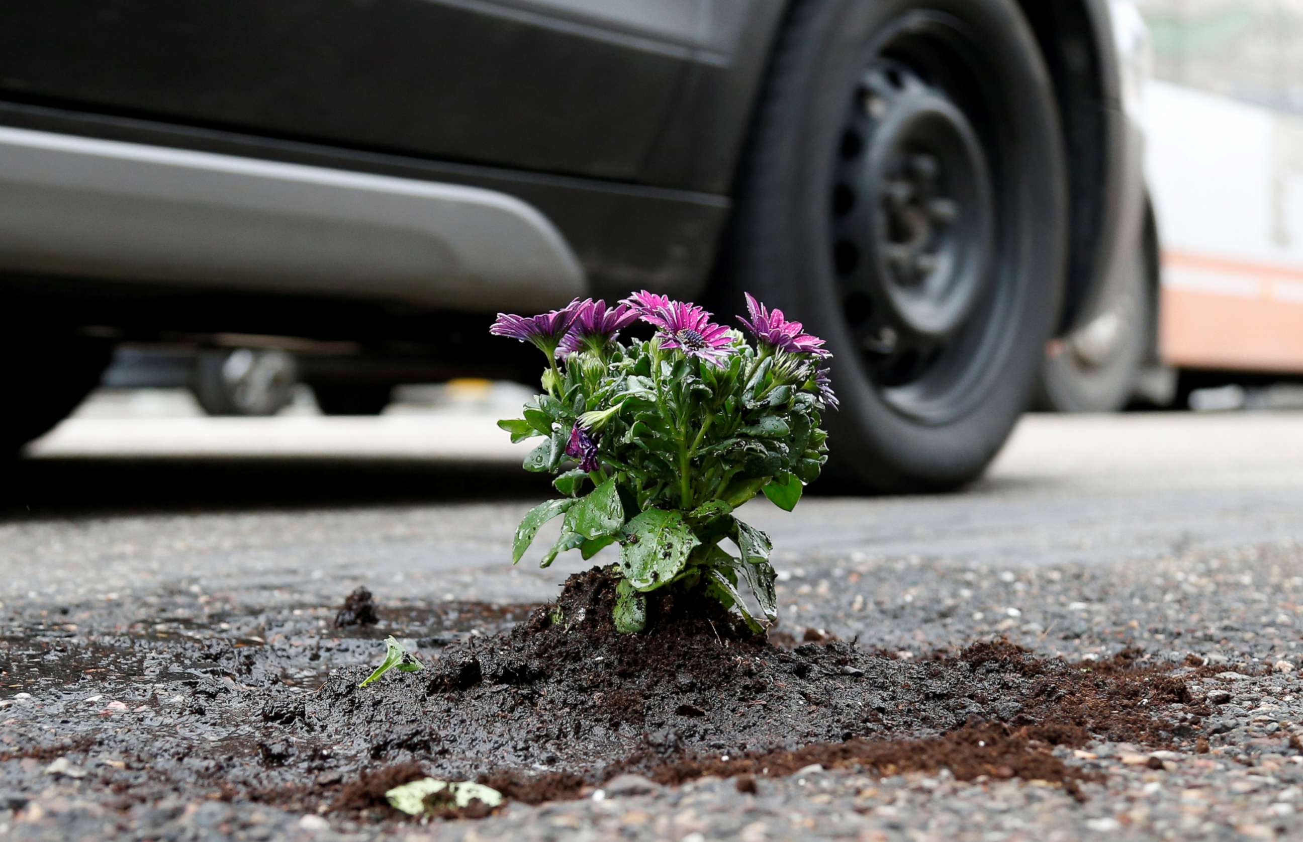 PHOTO: Flowers planted in a pothole by Brussels resident Anton Schuurmans to draw attention to the state of public roads in Brussels, Belgium, April 5, 2018.