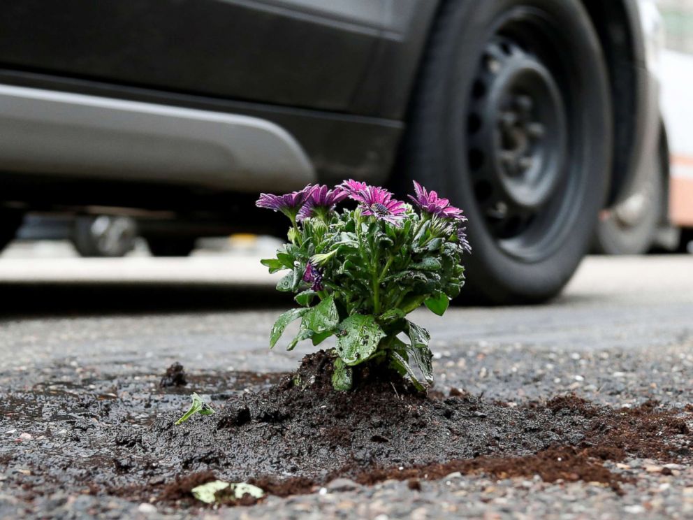PHOTO: Flowers planted in a pothole by Brussels resident Anton Schuurmans to draw attention to the state of public roads in Brussels, Belgium, April 5, 2018.