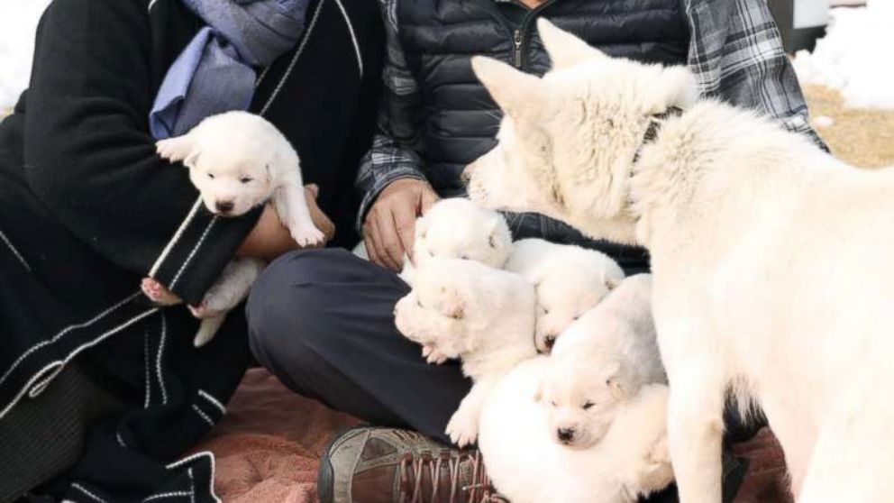 A hunting dog given to South Korea by North Korea gave birth to six puppies.