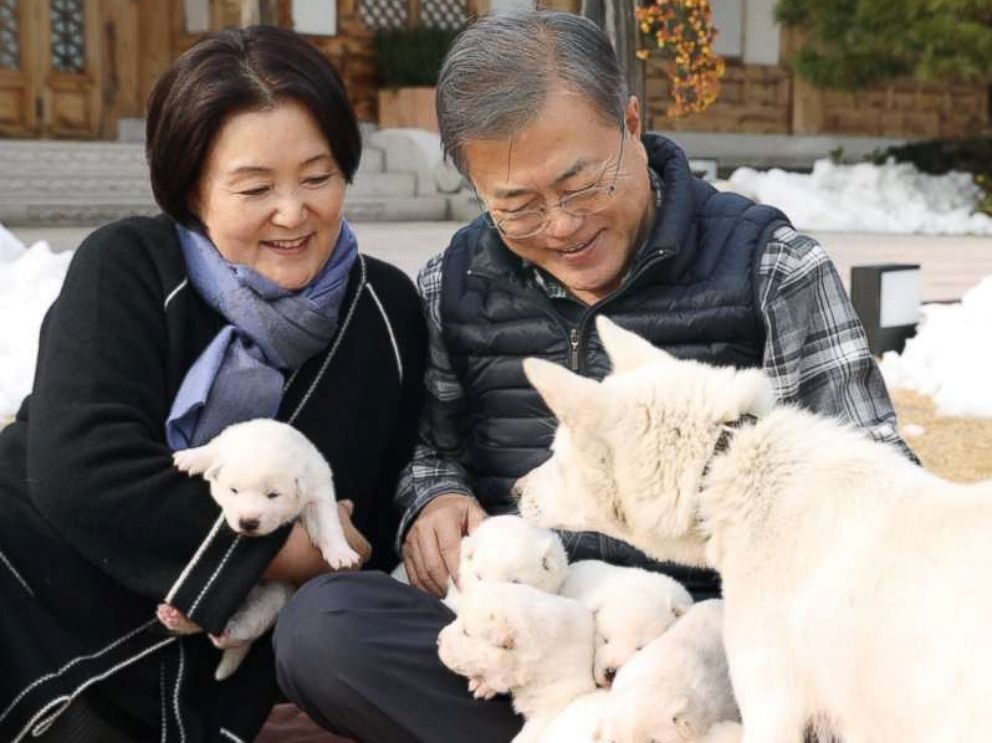 south korean puppies