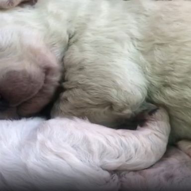 Meet "Pistachio," the puppy stealing hearts after being born with green fur.