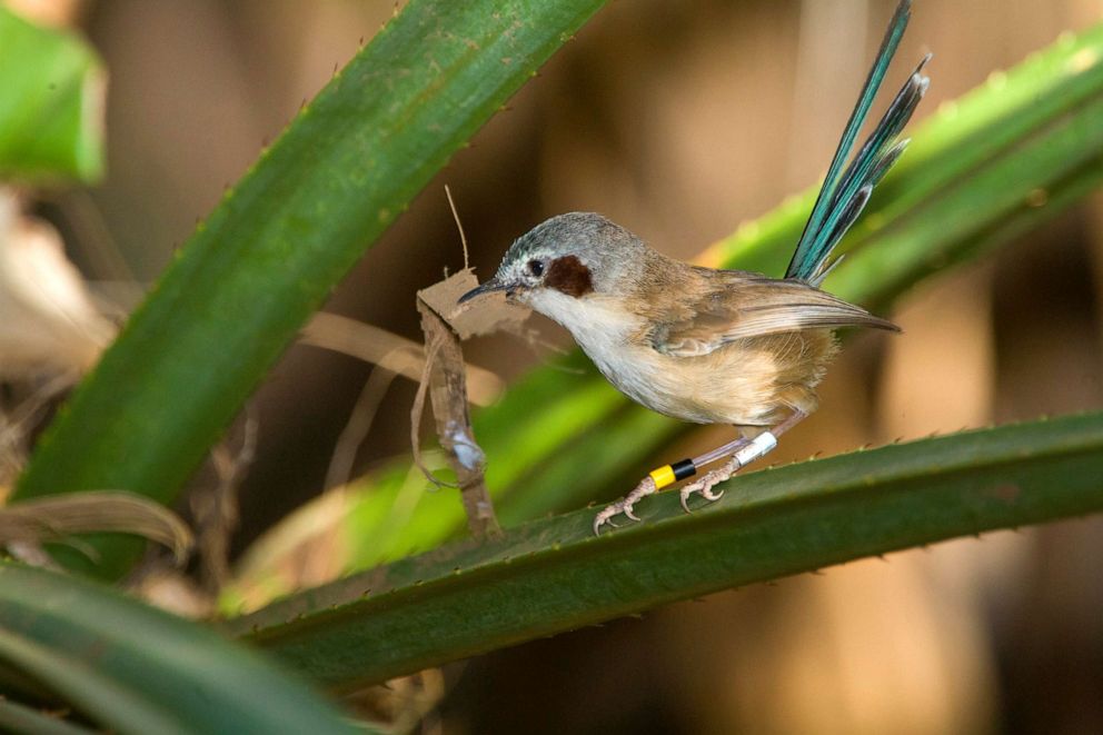 PHOTO: Purple-crowned fairywren, Malurus coronatus, with a twig.