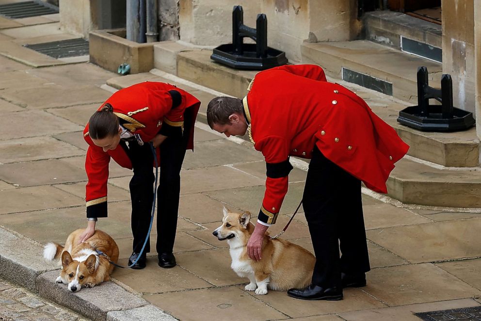 PHOTO: The royal corgis await the cortege on the day of the state funeral and burial of Britain's Queen Elizabeth, at Windsor Castle in Windsor, Britain, Sept. 19, 2022.